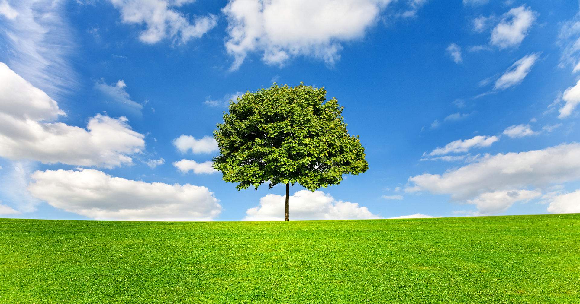 Ein grüner Baum steht auf einer grünen Wiese. Im Hintergrund sieht man einen blauen Himmel und weiße Wolken.